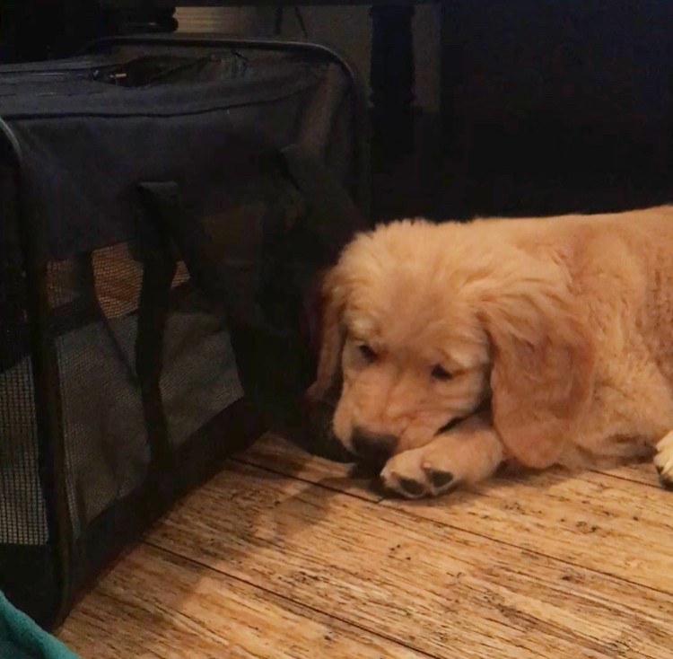 Bailey biting his pet-carrier