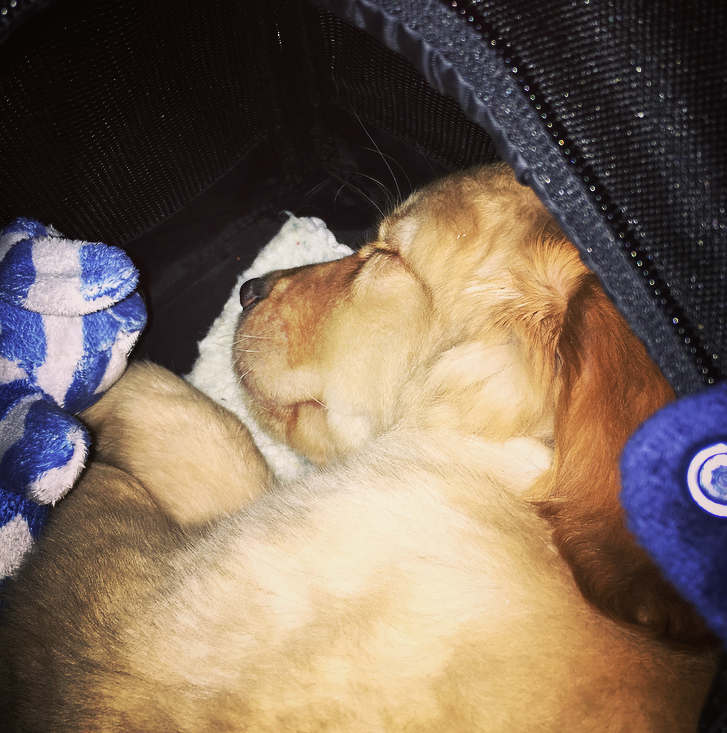 Bailey fast asleep in his pet-carrier