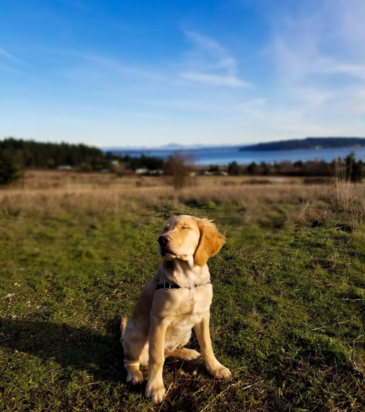 Bailey soaking up the sun at Greenbank Farm